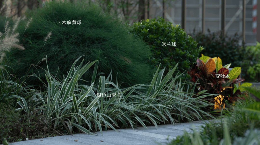 80 花境植物配置图分享:花境设计参考宝典_项目名称_摄影_景观