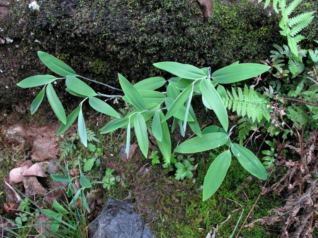 大花无柱兰宁波丹霞岩壁上的兰花仙子