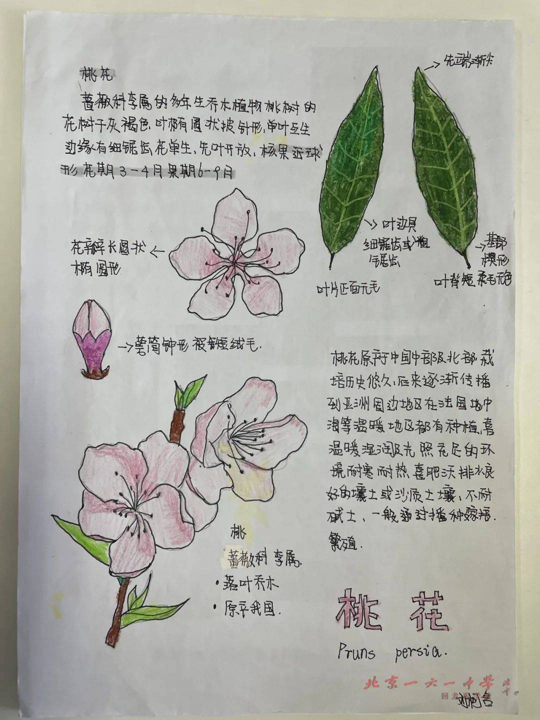 自然笔记绘画植物简单图片