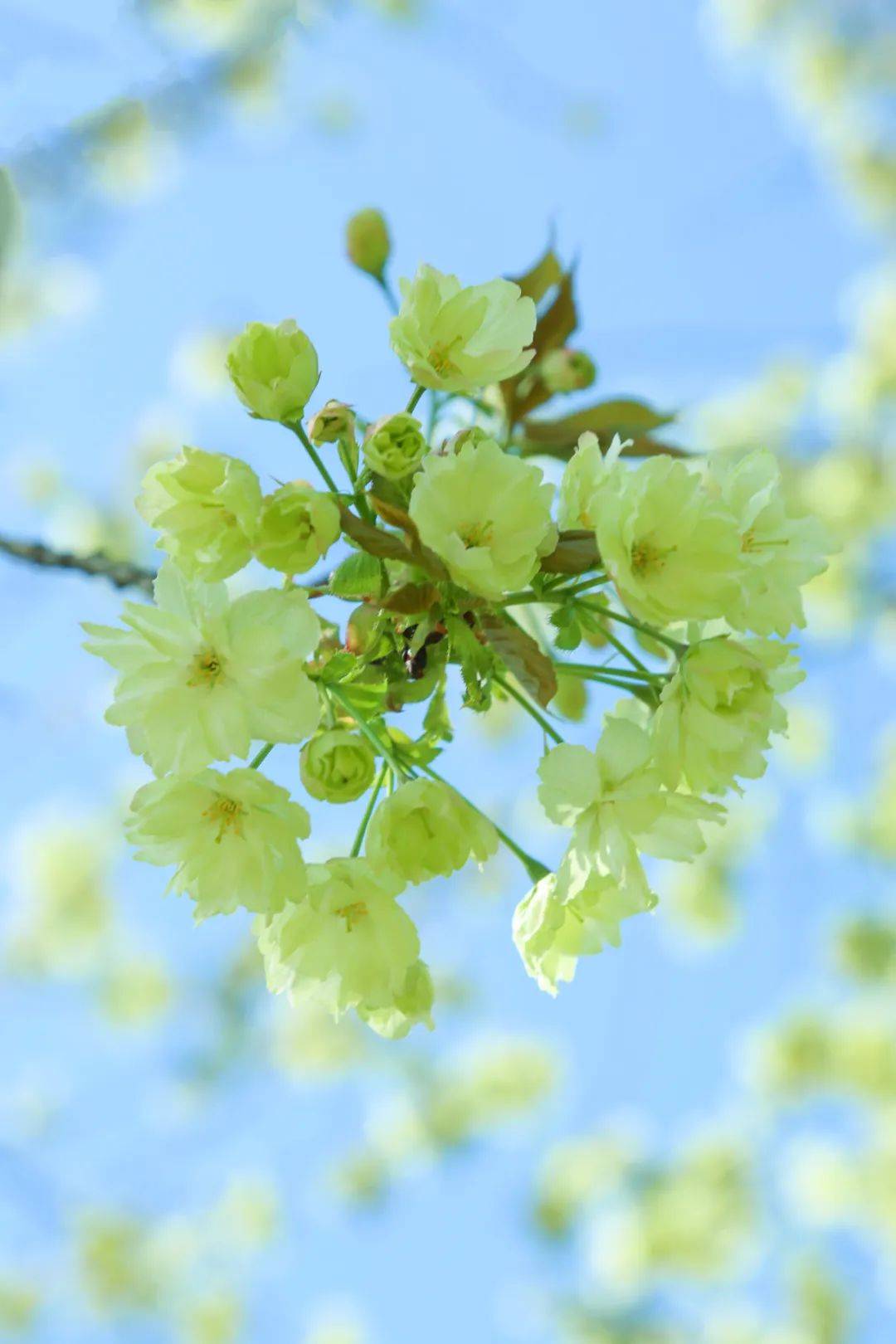 热烈浓情开放中「郁 金 樱」绿色樱花被誉为樱花界"熊猫"的晚樱闪耀