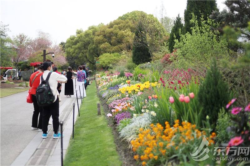 踏青季上海植物园游人如织一万余株牡丹接棒樱花进入盛花期
