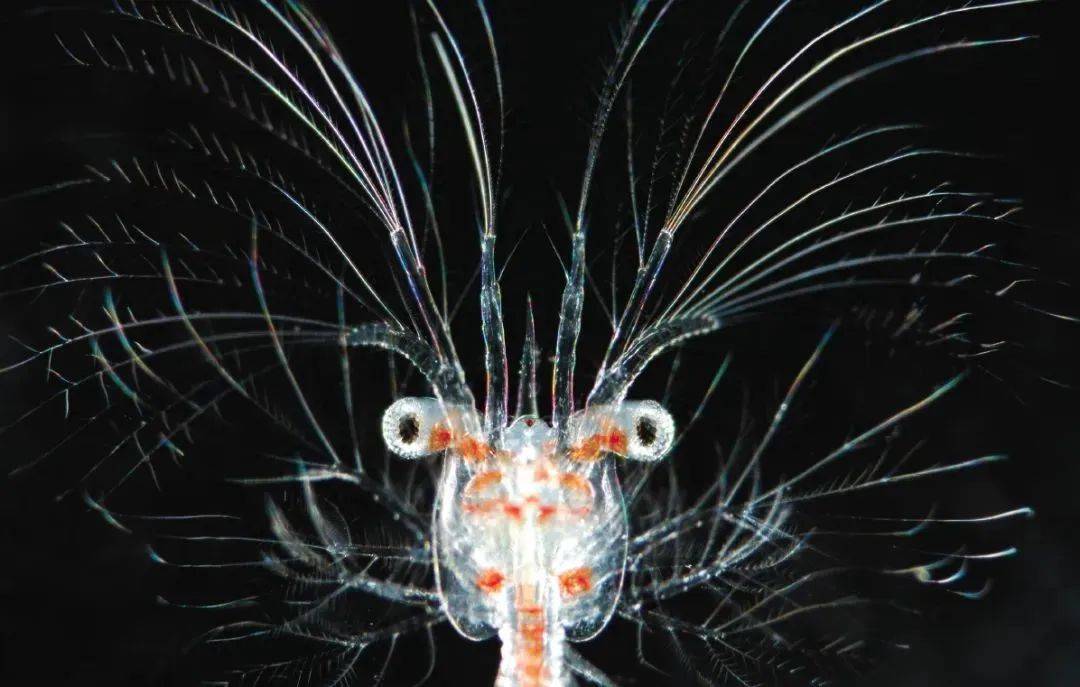 好书·新书 | 《深海生物》:游历深海,探索海洋深处的奇异生物