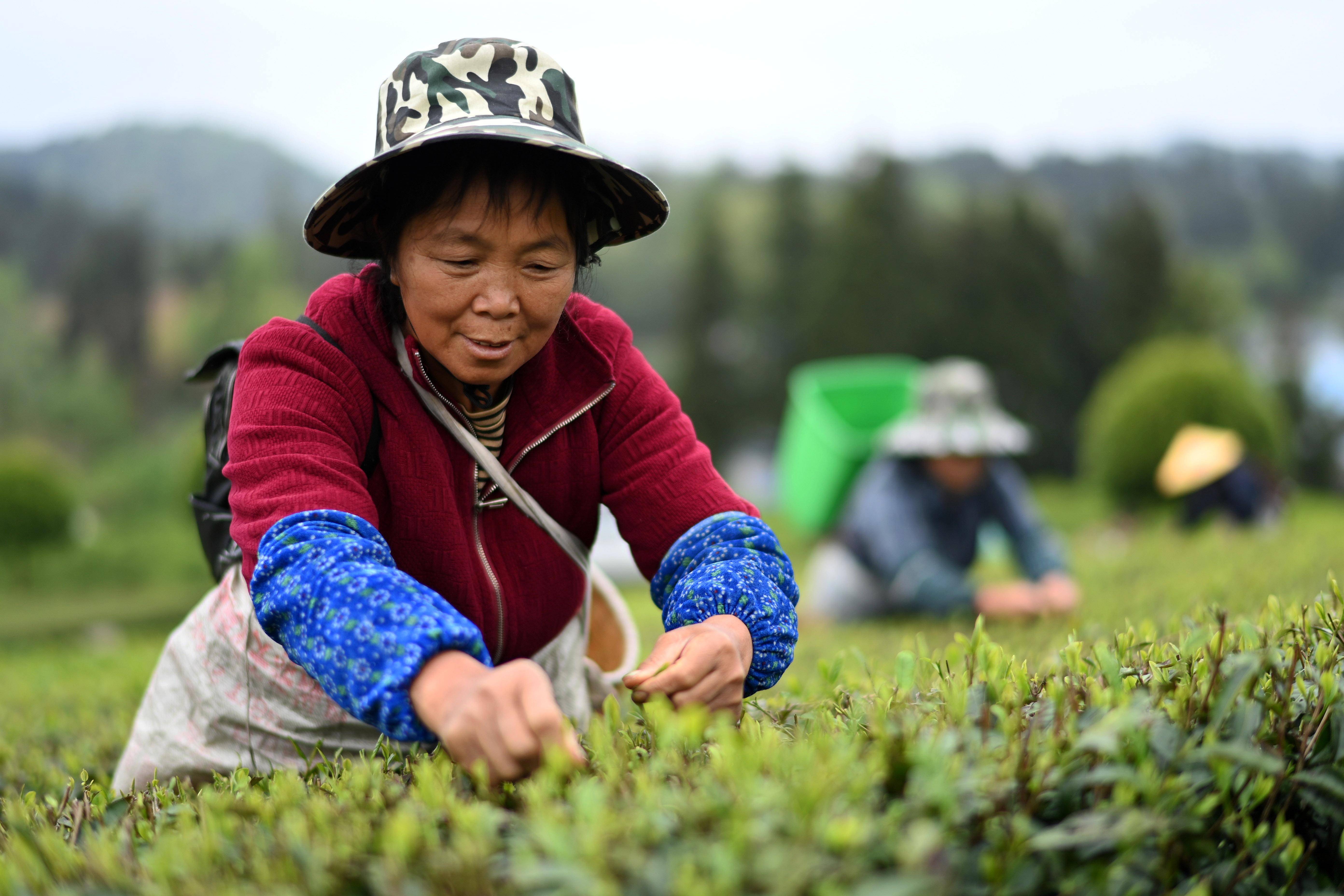 古树春茶采摘新叶图片图片