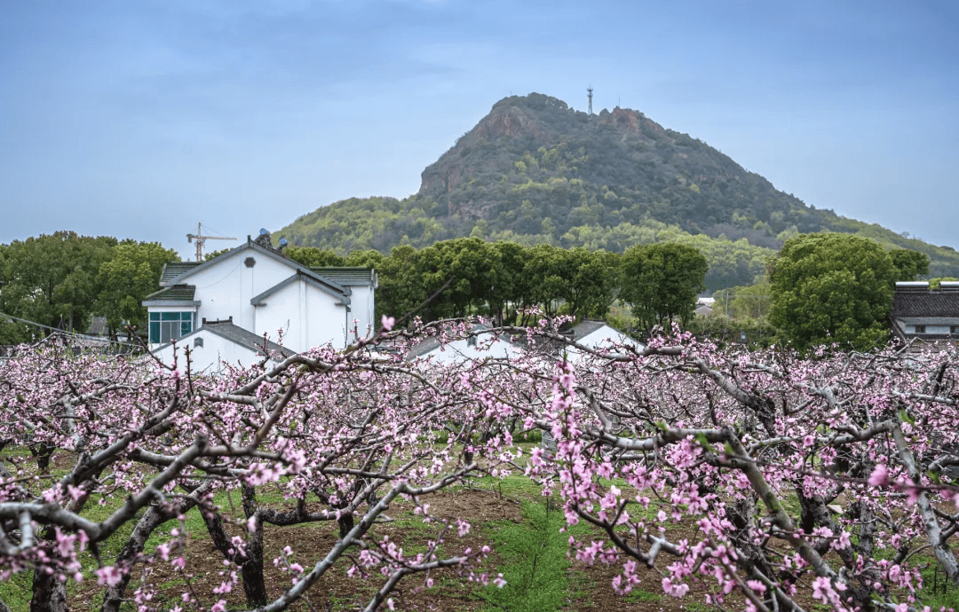 渔洋山桃花图片