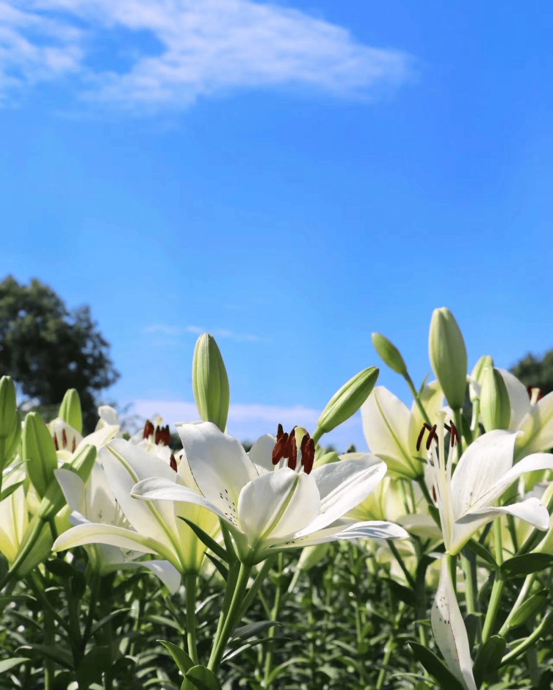 文瀛公园种植有十万余株百合