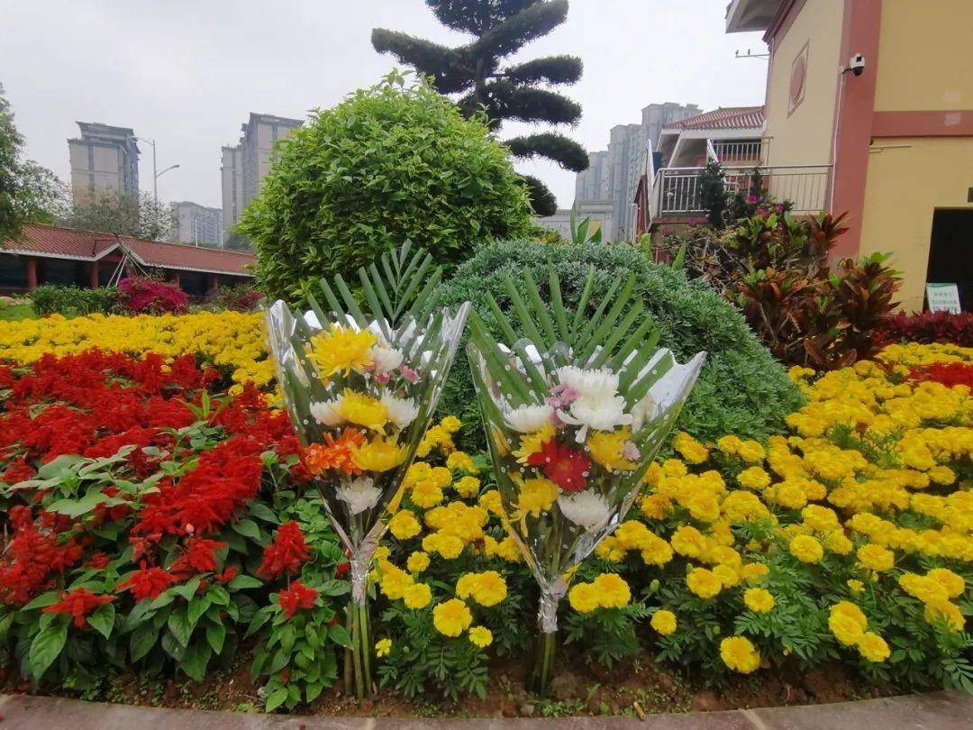 他是厦门树葬第一人!生前捐赠一棵树,如今与树为伴