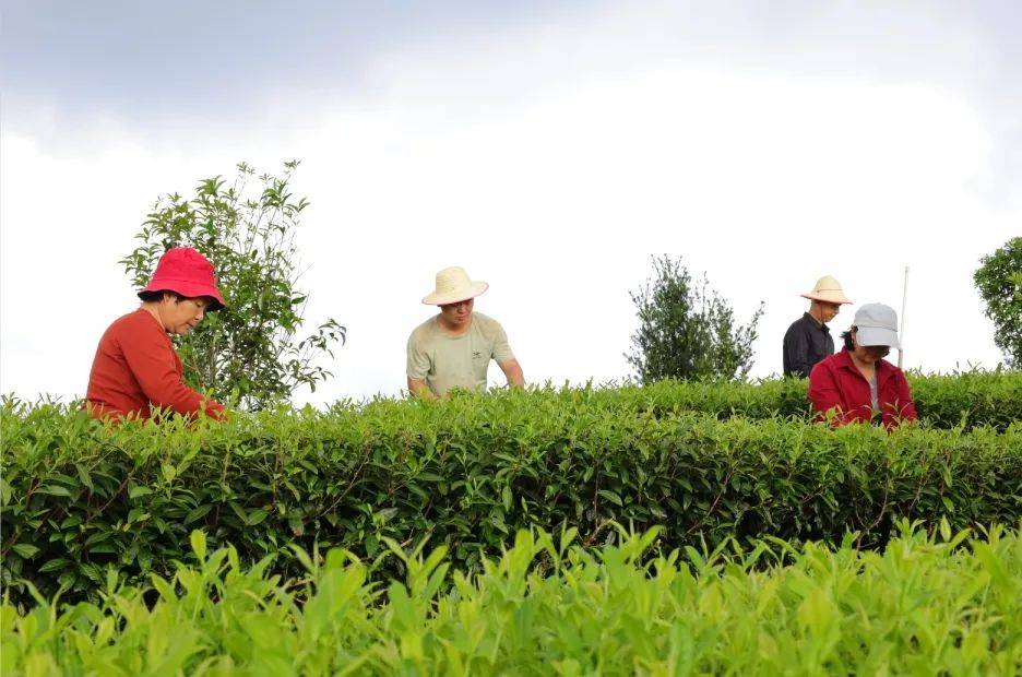 [揭西广电]清明至 采茶忙 谱写致富"茶"文章_茶叶_茶树_茶园
