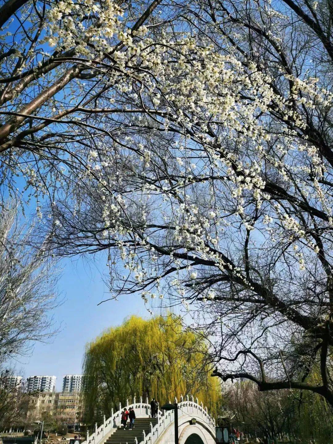 4月踏青尽享春色国家历史文化名城