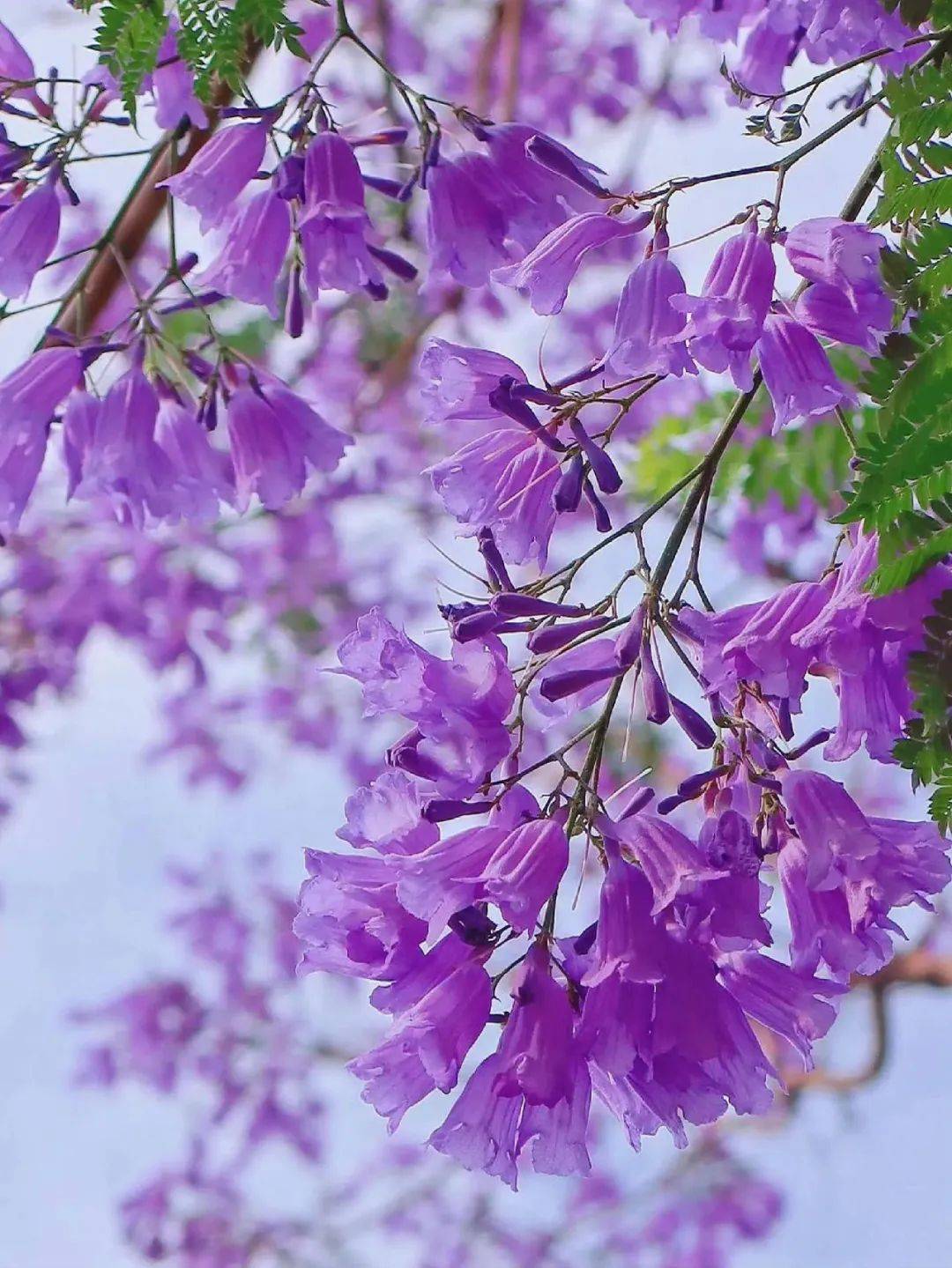 昆明西昌蓝花楹杜鹃花海一网打尽429～5