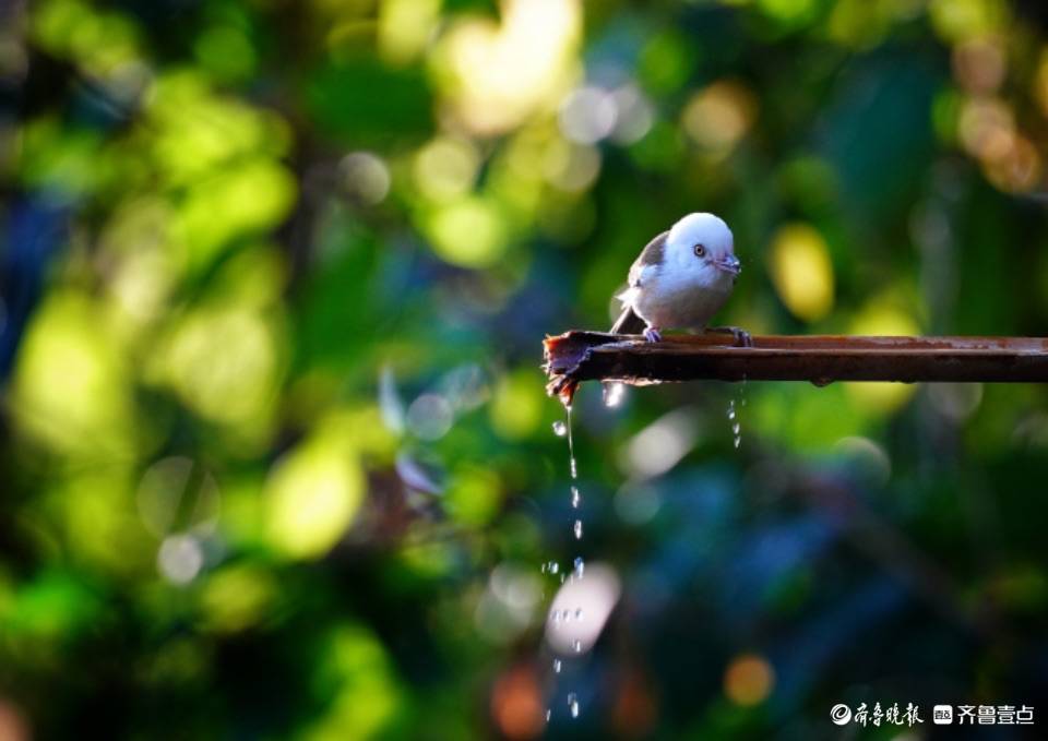 云南高黎贡山百花岭可爱的白头䴗鹛