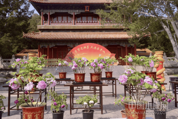 四月京城好去处:景山公园"紫禁荟群芳"春花节_牡丹_望楼_盆栽