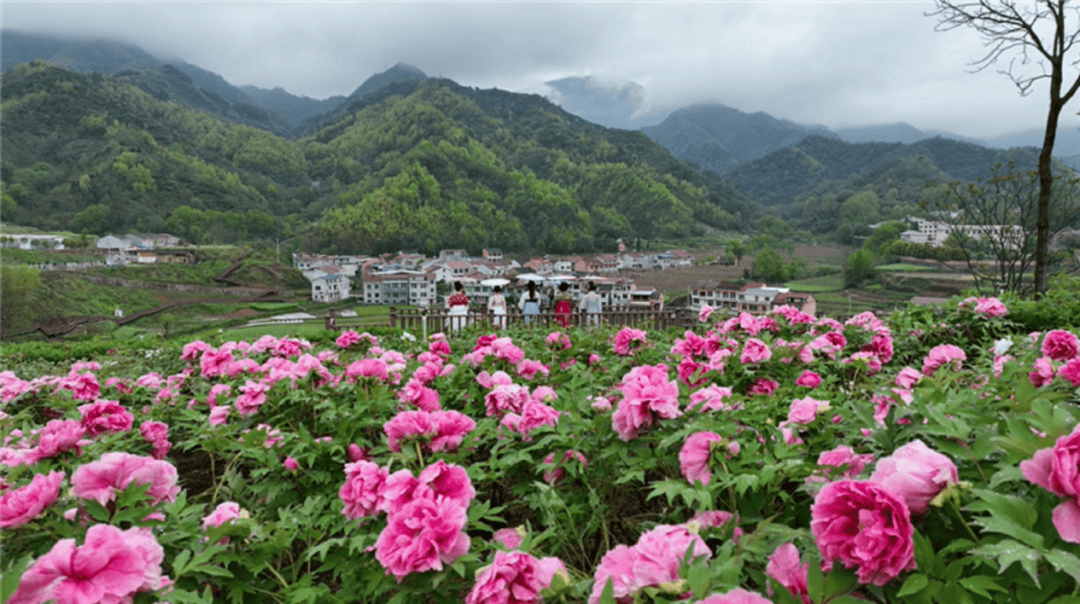 鄠邑春季赏花踏青游 上榜乡村旅游精品线路