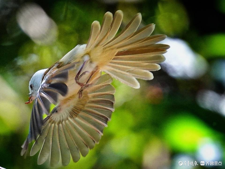 云南高黎贡山百花岭可爱的白头䴗鹛