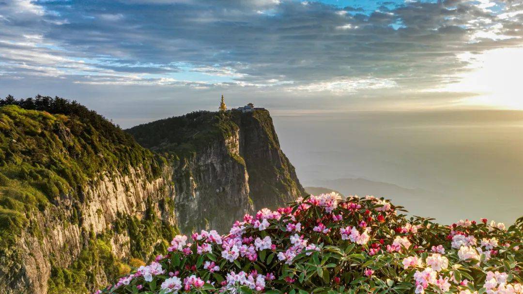 等了一年,峨眉山这些最美赏花地即将上线!_杜鹃_珙桐_金顶