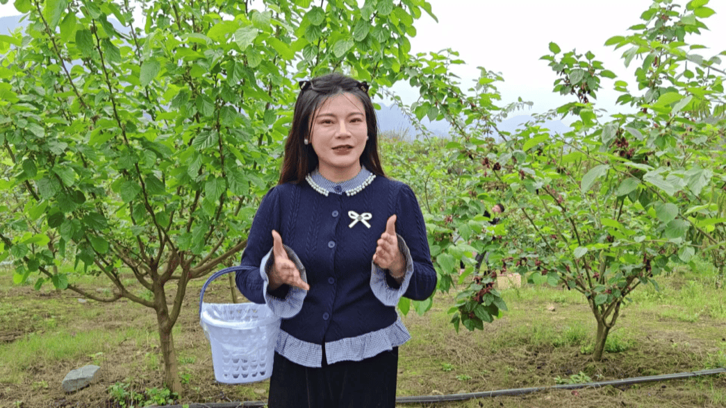 平南的桑葚熟了走去采摘