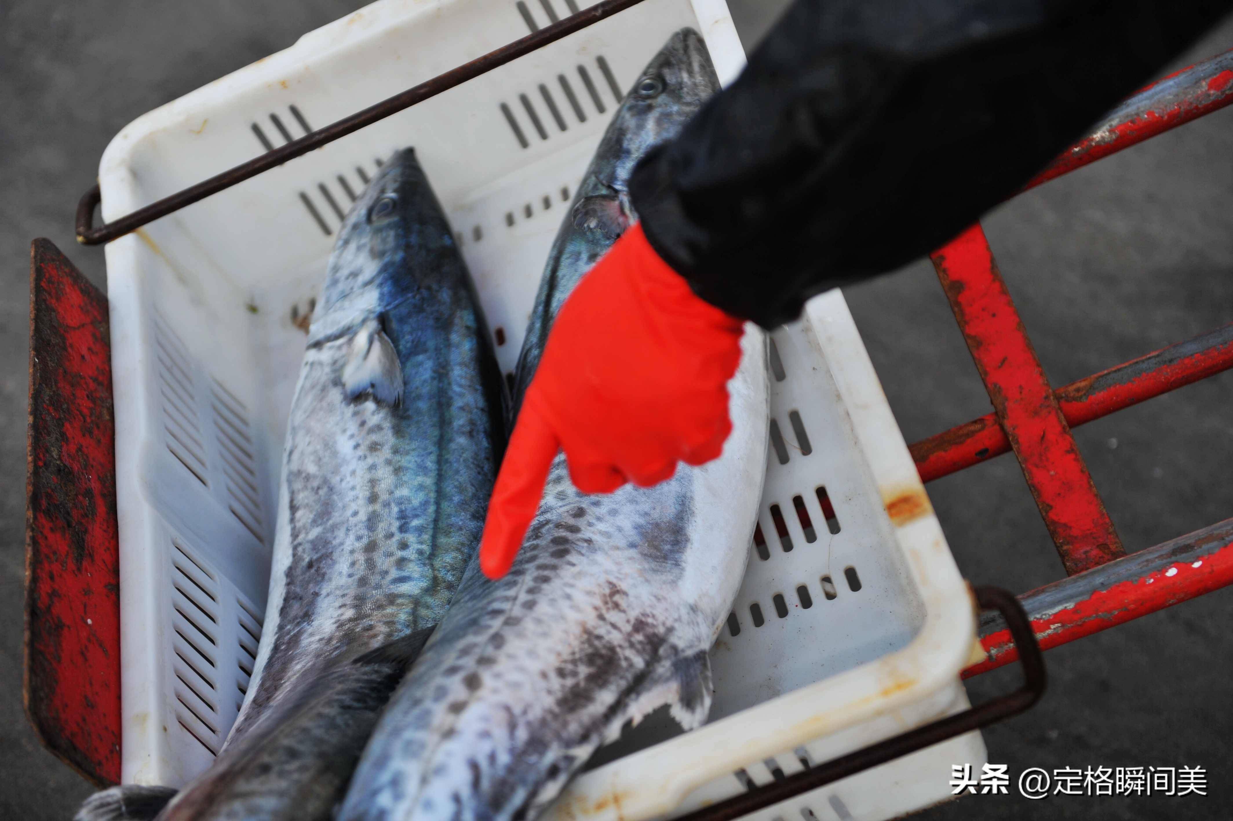 "扁担长"春鲅鱼36一斤,青岛女婿们抢购热情高涨_南方_价格_生活