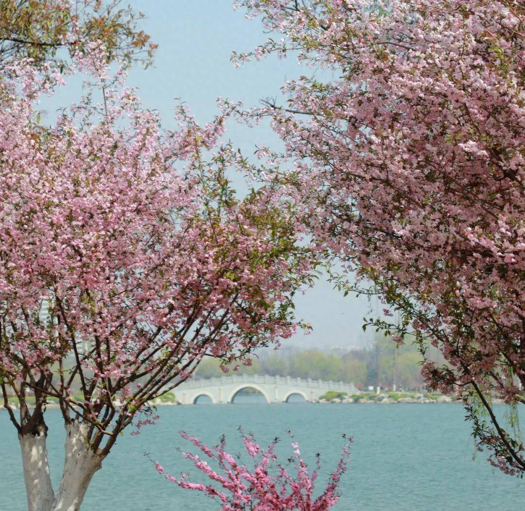 商丘市日月湖景区海棠花正艳观赏正当时