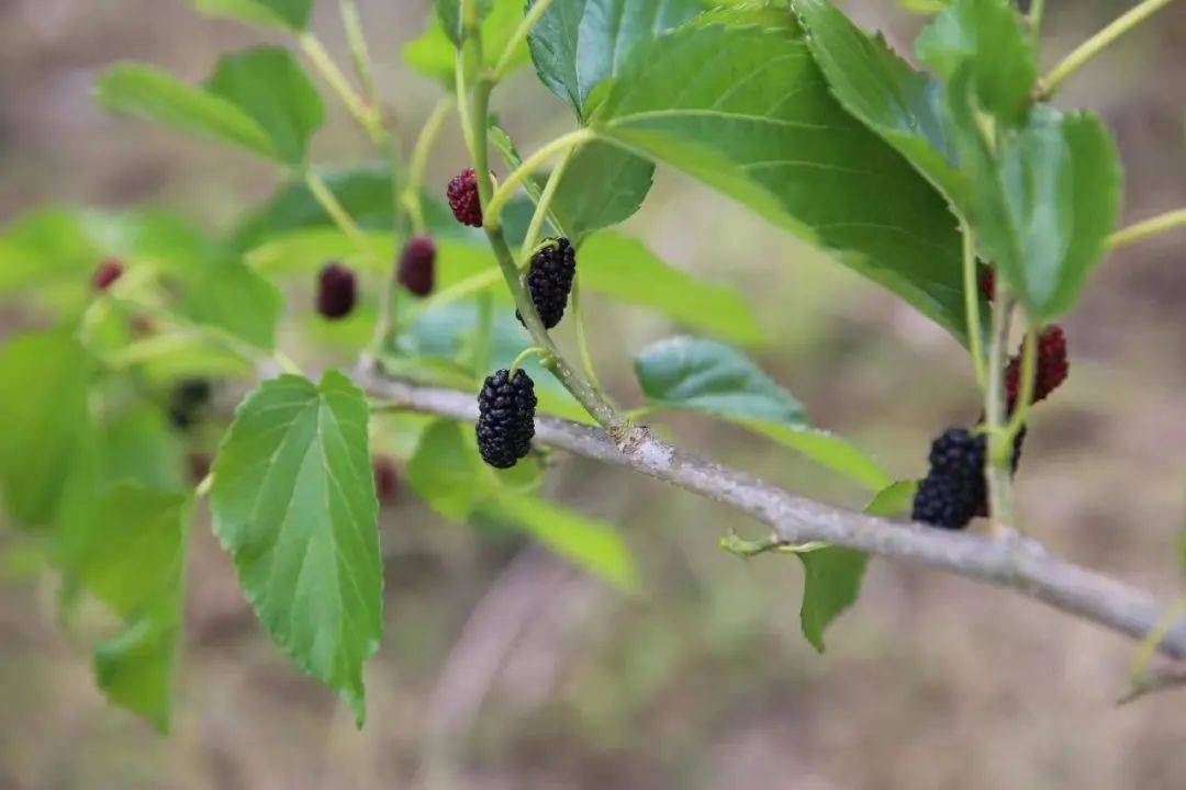 这颗"四月人参果",肝血不足的人别错过_桑椹_桑树_关节