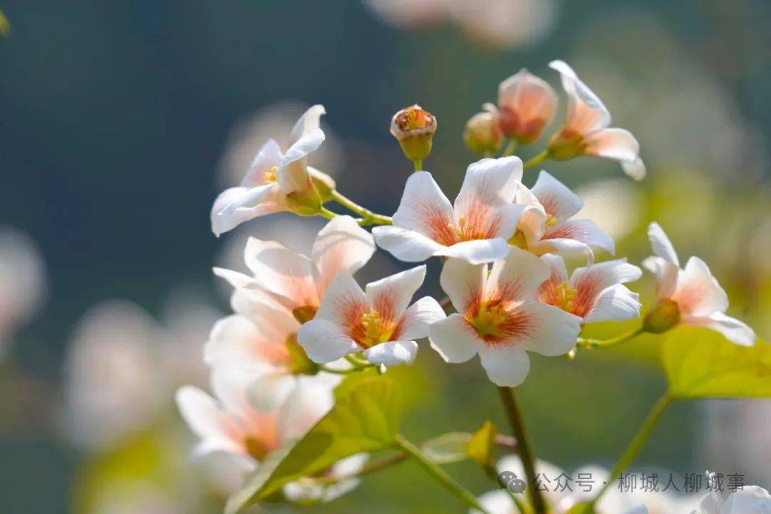 柳城香格里拉你去过吗