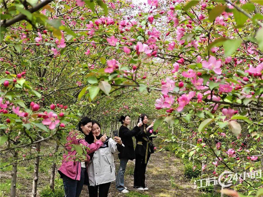 (特约摄影丁华明11:02摄 12:38上线)4月7日,宿迁市沭阳县刘集镇海棠园