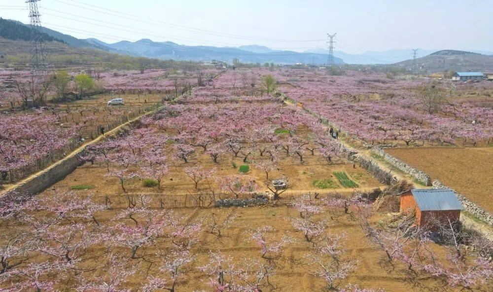 【仲宫】源味南山·南山好时节|满树粉黛迷人眼，济南现实版“桃花源”等你来打卡_东泉_粉红色_村庄