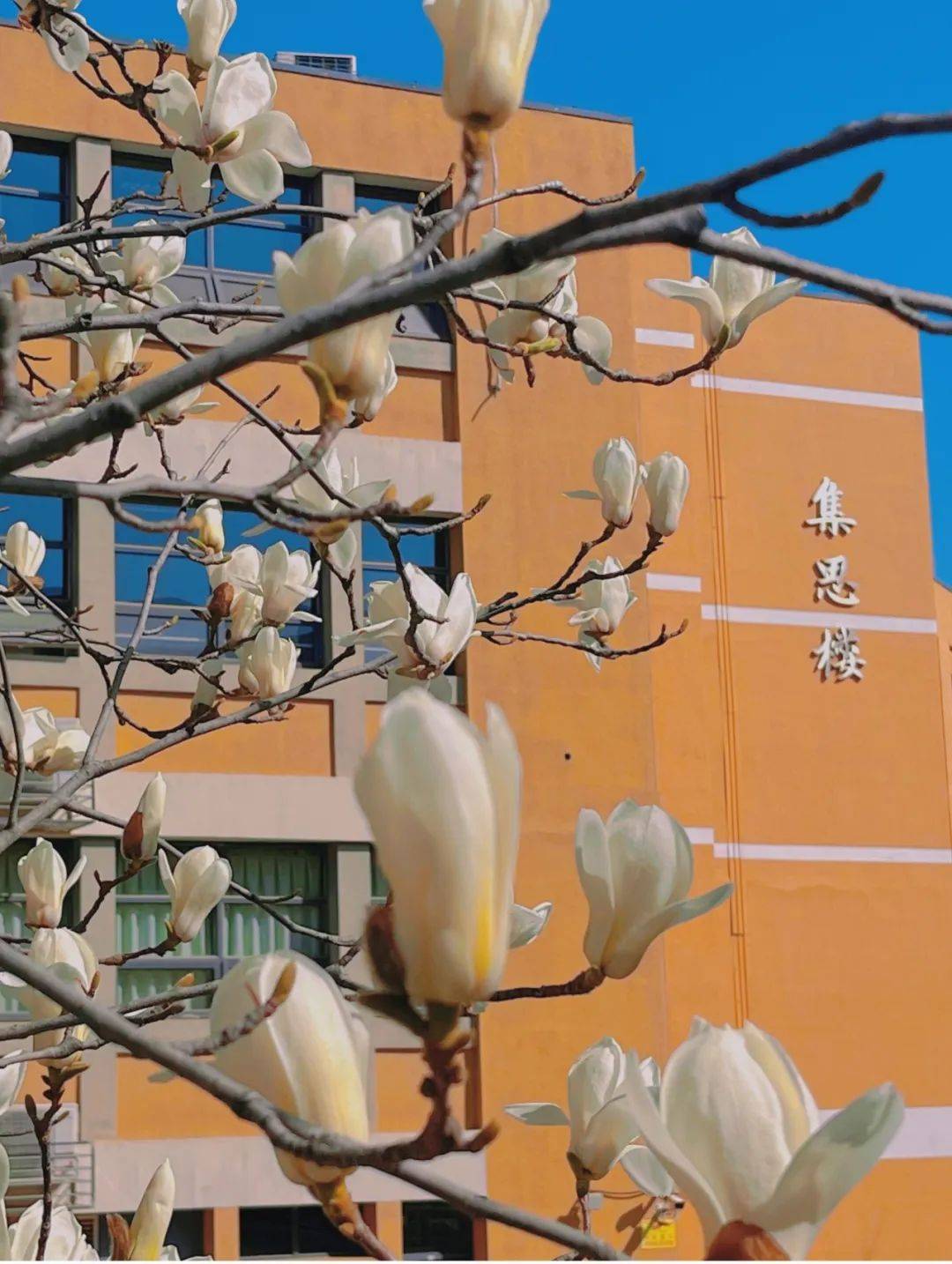 最美人间四月天 校园美景如画卷丨关注_幼儿园_中心_园区