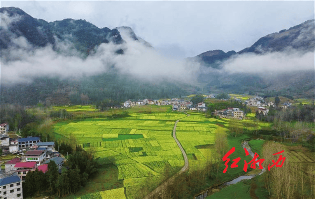 你好春天|春来湘西,拈朵微笑的花_吉首_樱花_古丈县