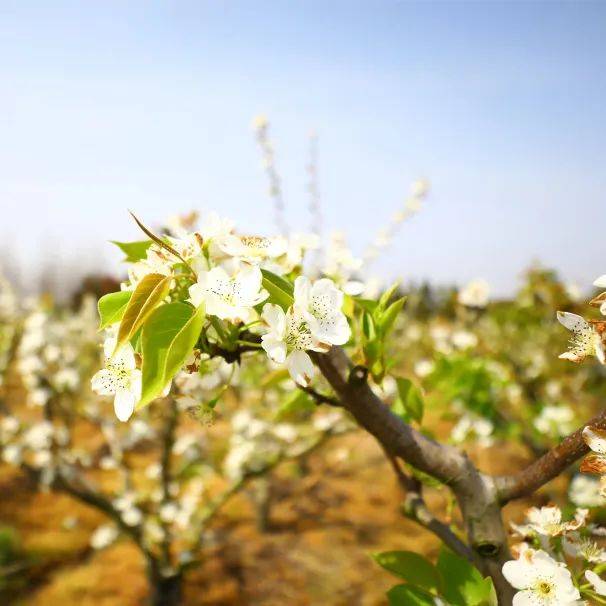 廊下这里有片花海"秘境",趁人不多抓紧打卡→_梨园_梨花_白色