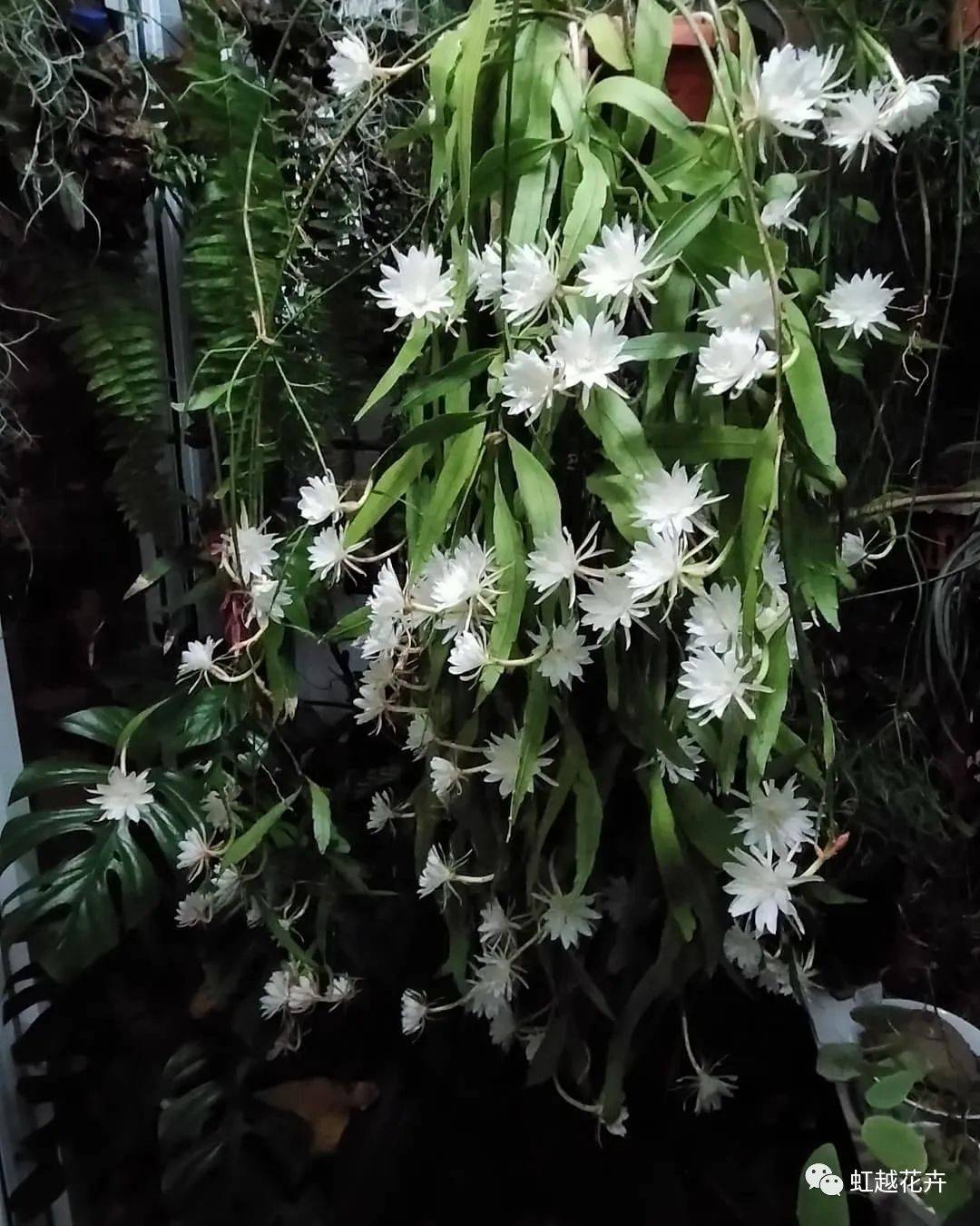 不再“昙花一现”!花量如潮、花期更长的小叶昙花了解一下~_开花_植物_仙人掌