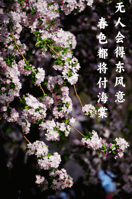 迎来盛花期北京绝美海棠花海都去哪儿看除了元大都还有