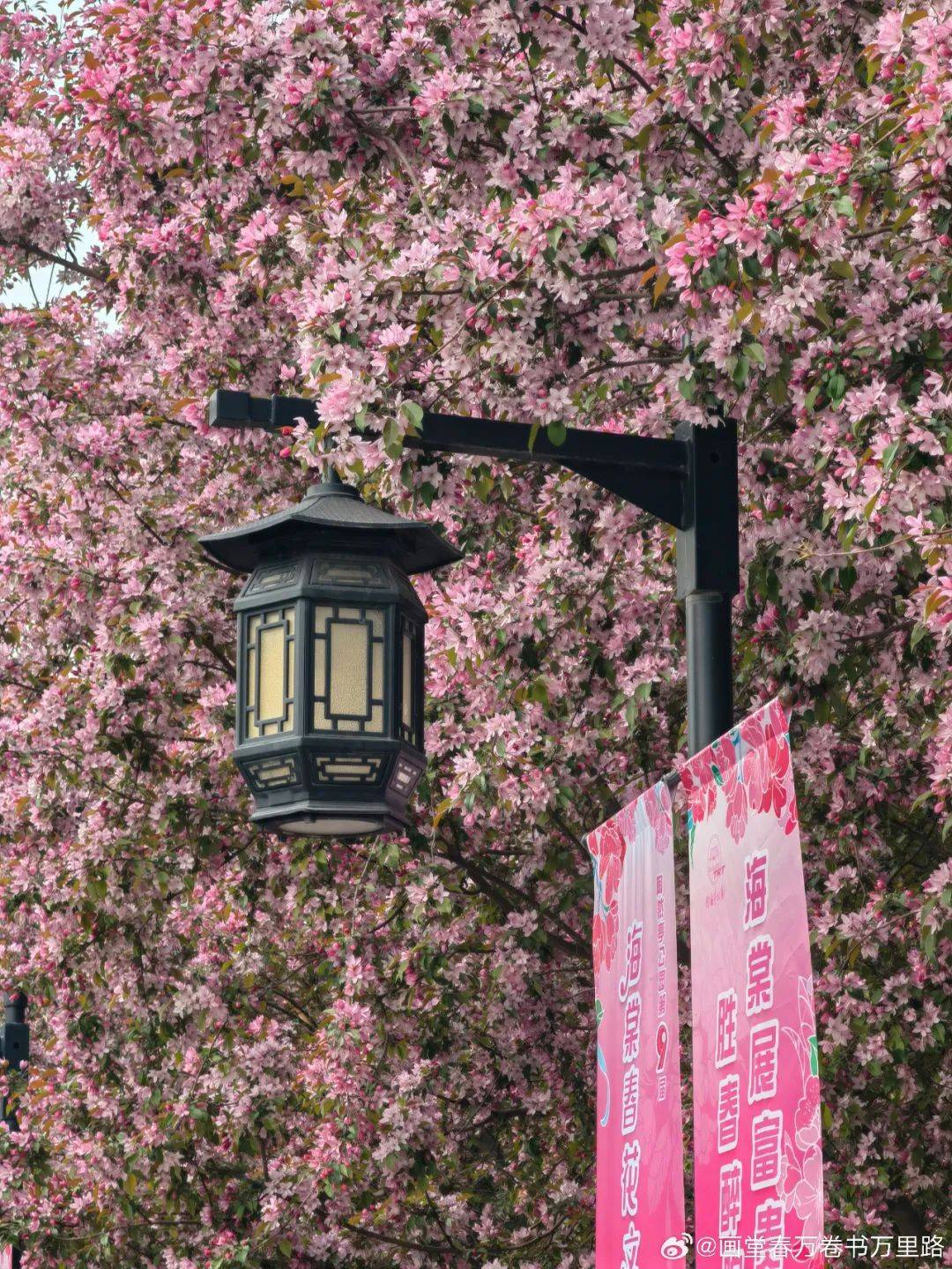 迎来盛花期北京绝美海棠花海都去哪儿看除了元大都还有