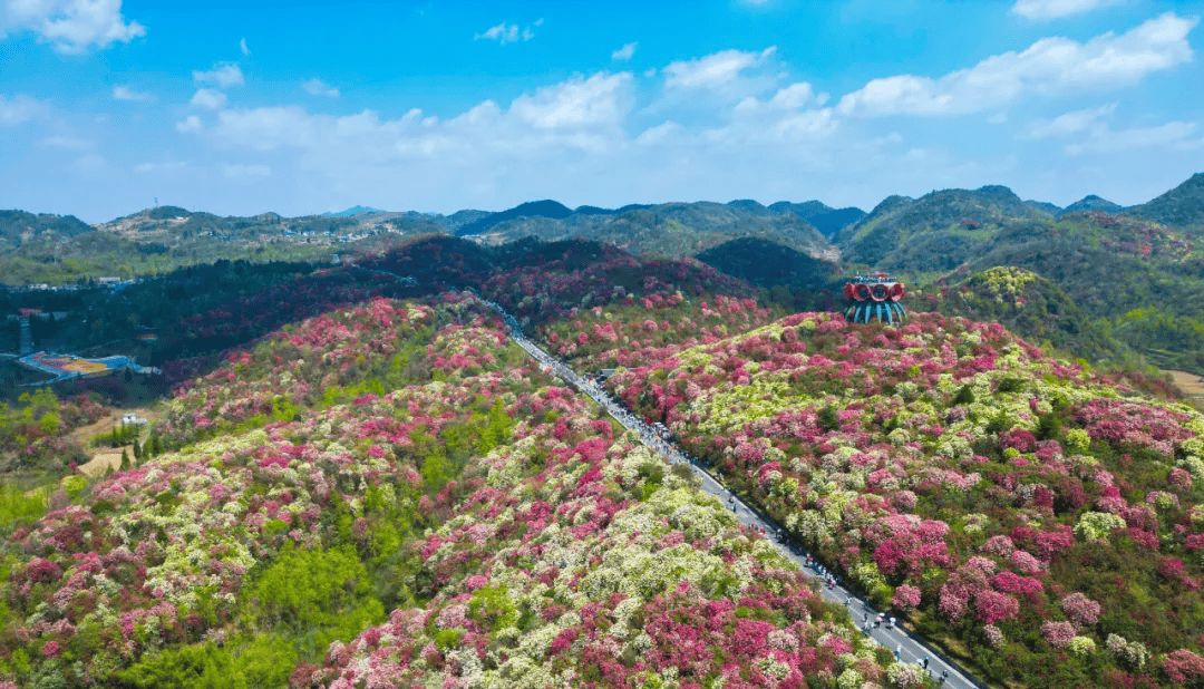 百里杜鹃预计盛放至4月下旬,错过再等一年!