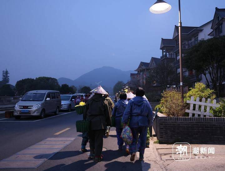 但是,保持弯腰的姿势,随着采茶工的时间,从早到晚采一天,累得腰酸腿疼