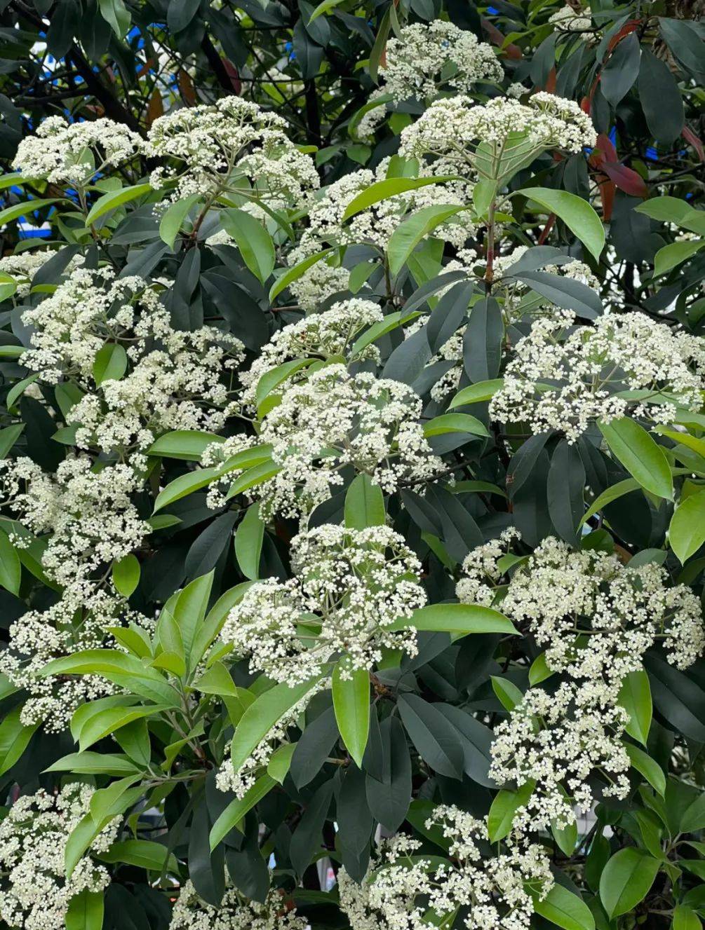 石楠花_中吴_的作用