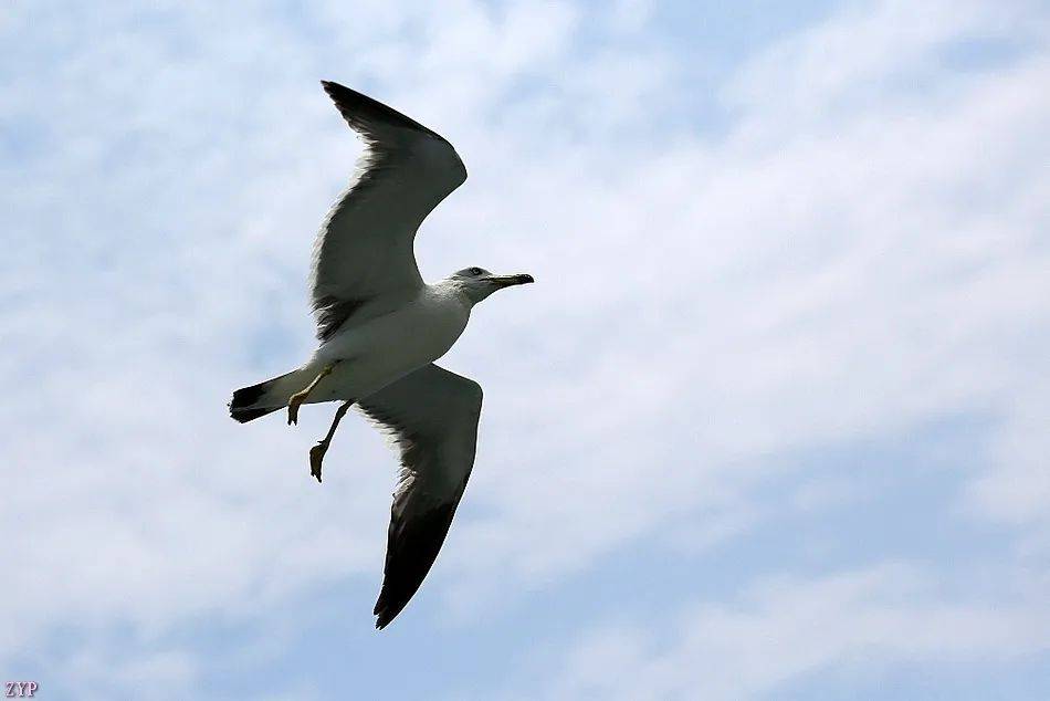 千姿百态的海鸥
