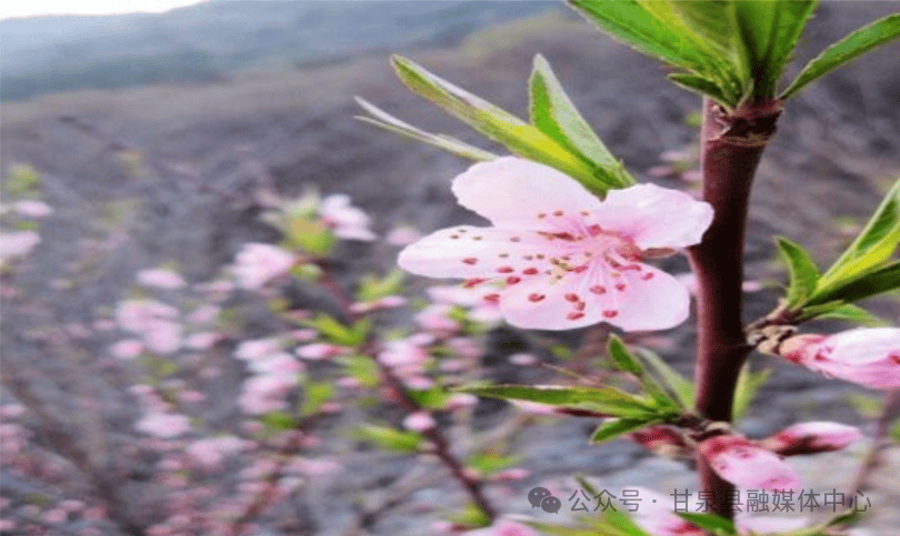 甘泉美文斋444期冯志胜约会春天