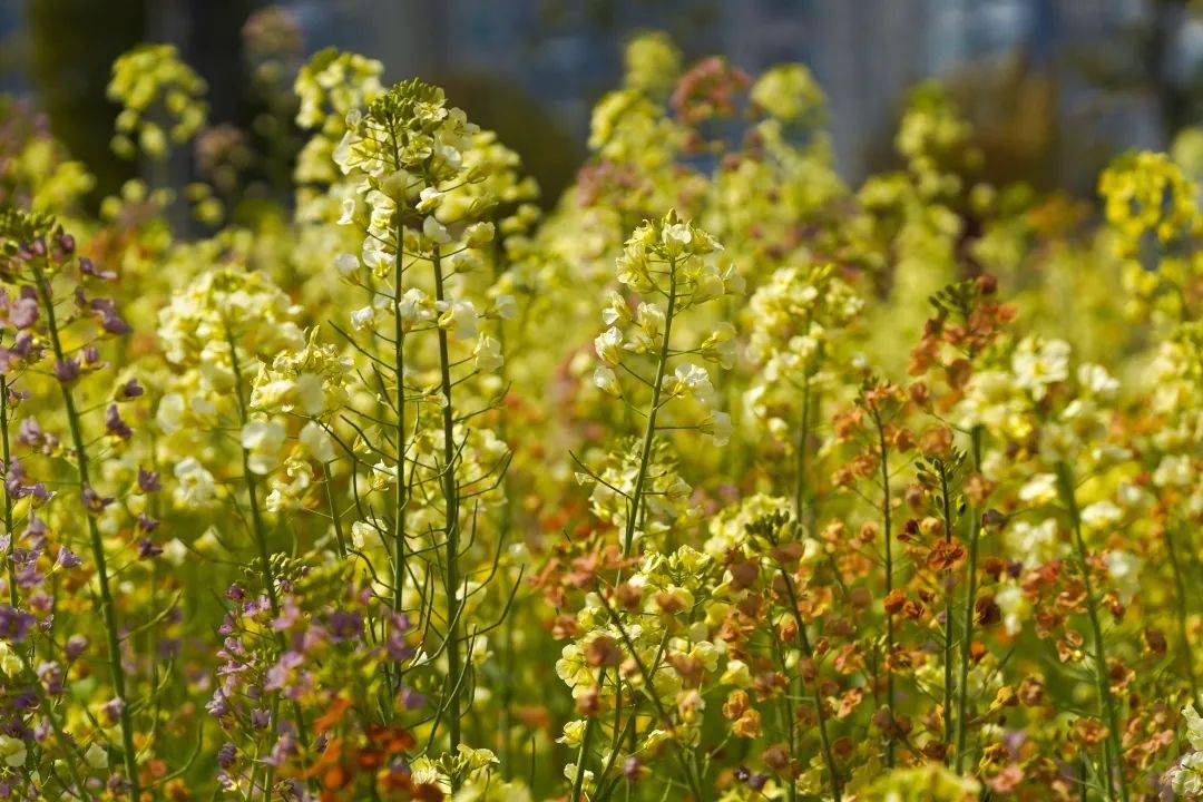 油菜花海来了宝山这些绝美观赏点一起来看