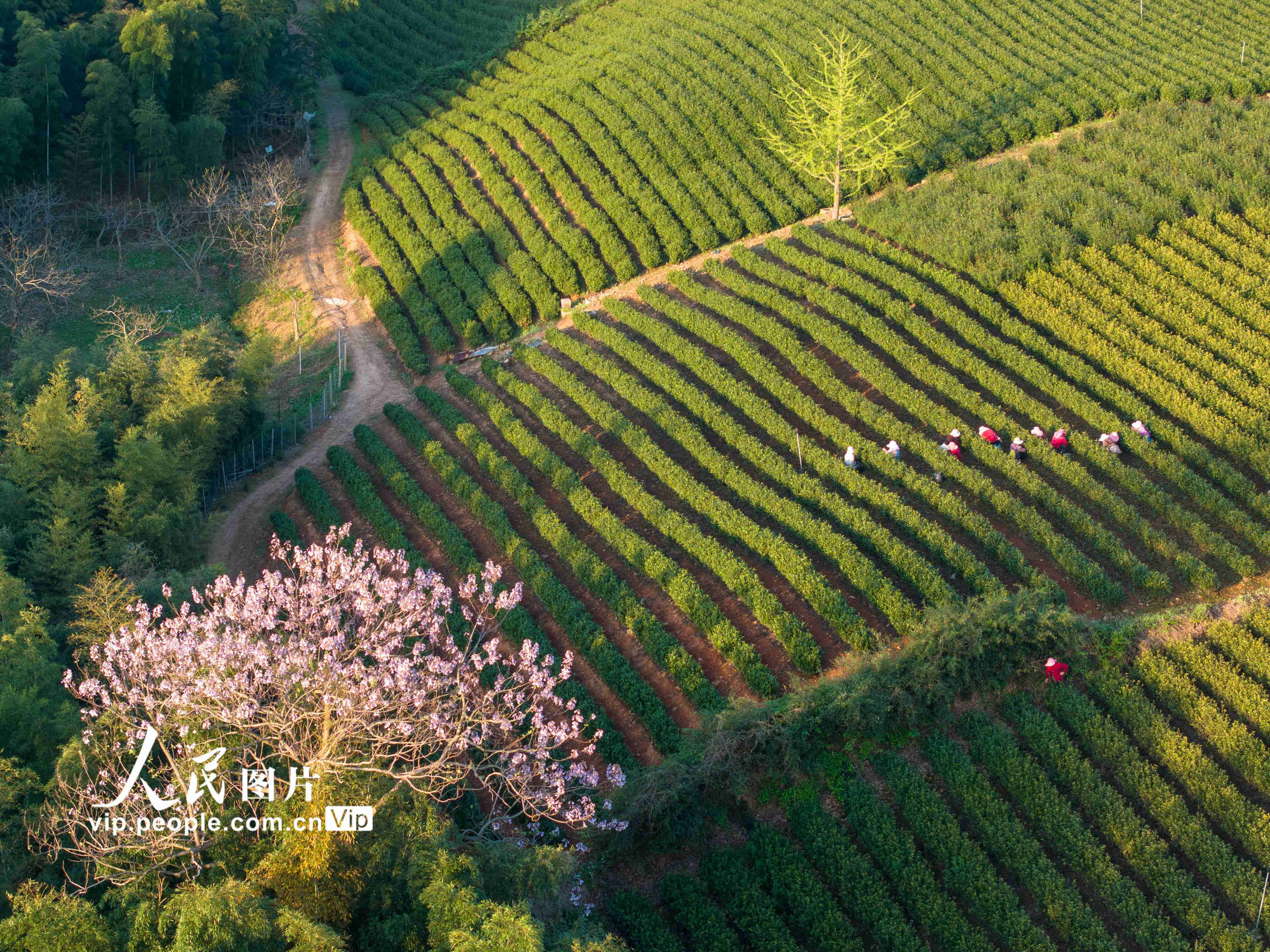 江苏宜兴:雨前春茶采摘忙