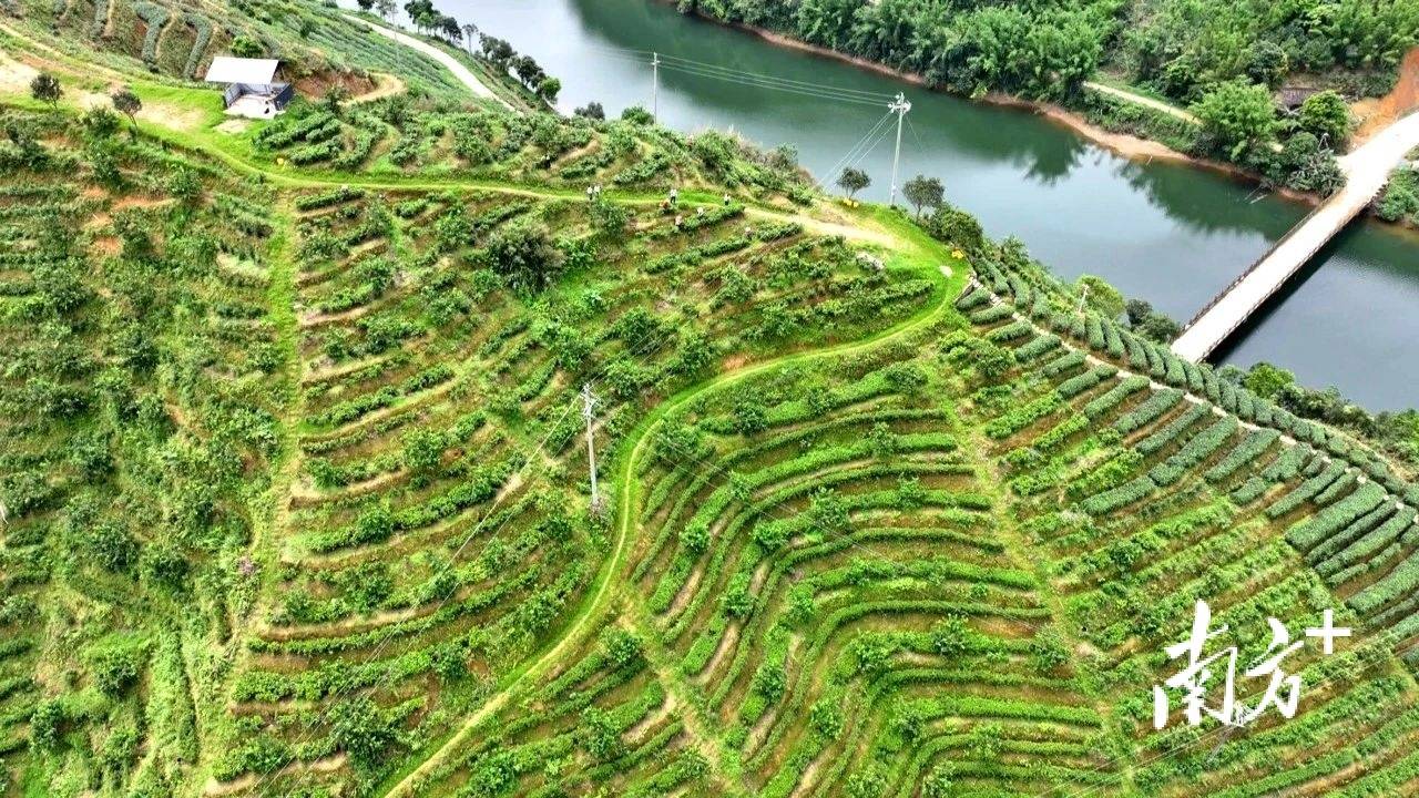 山和水茶叶（山水茶叶地的诗句） 山和水茶叶（山川
茶叶地的诗句）《山水和茶相伴的词语》 茶叶资讯