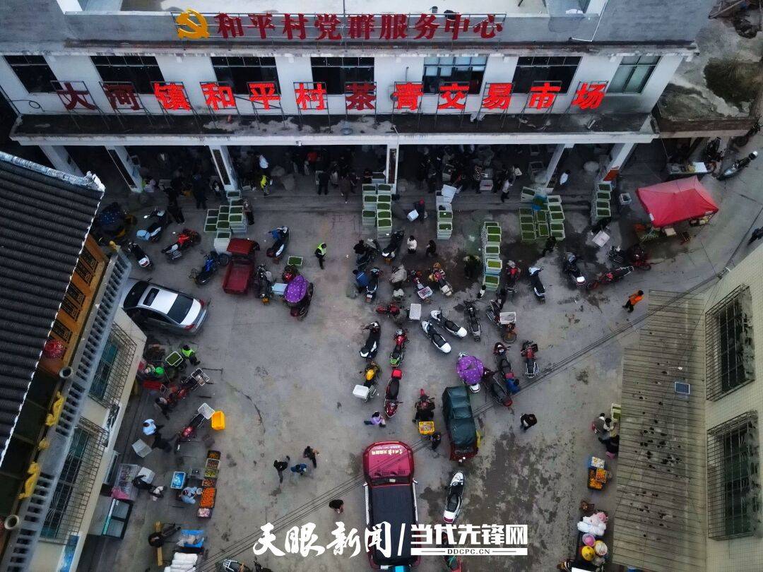 凤羽水乡的兴茶传奇丨贵山观茶系列报道②三都篇