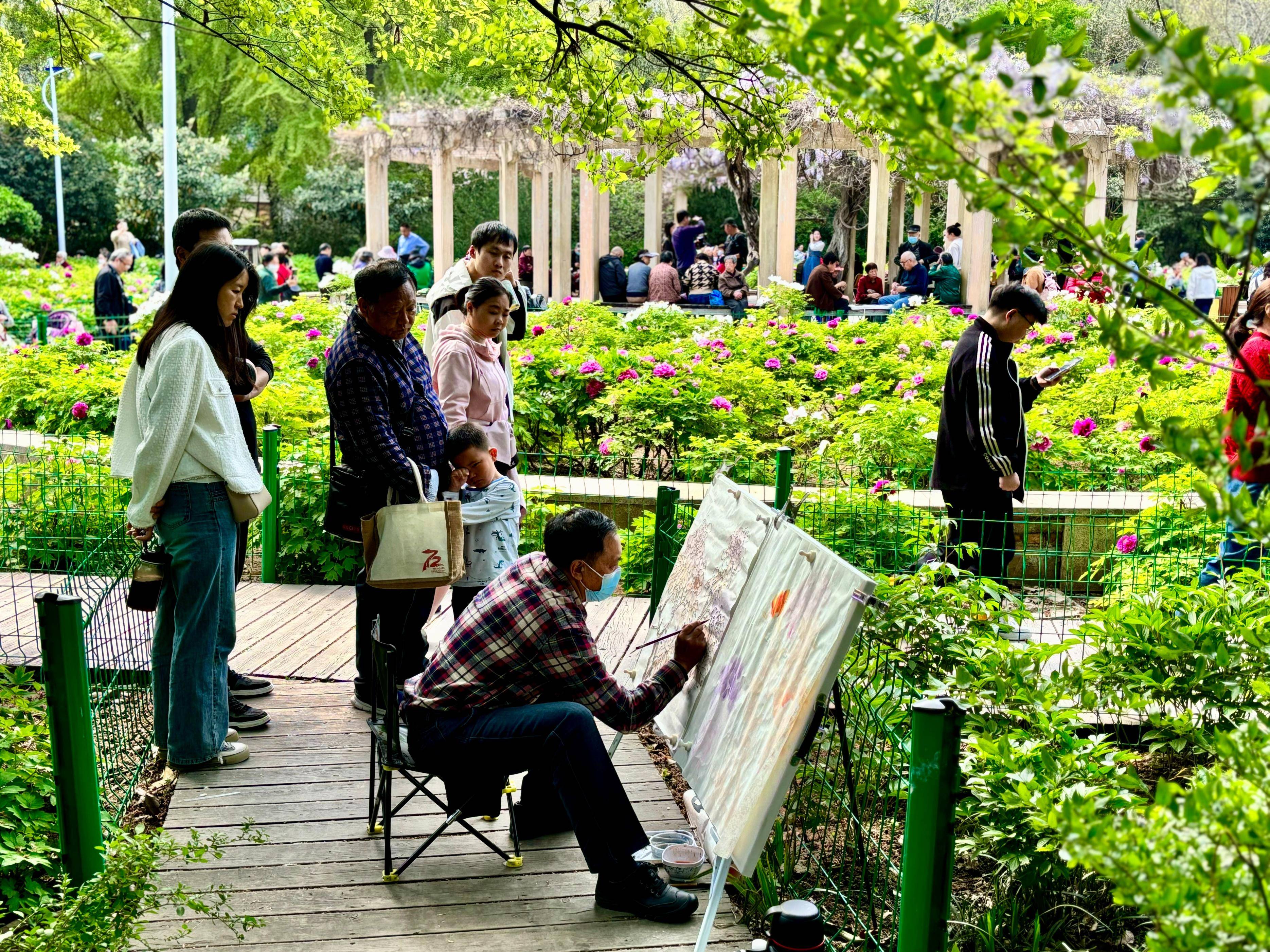 快来郑州碧沙岗公园打卡"国色天香" 7000余株牡丹接力盛放_芍药_种植
