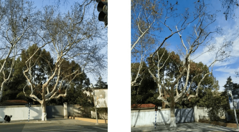 南京梧桐飘絮预报系统上线可24小时内逐小时预报飘絮