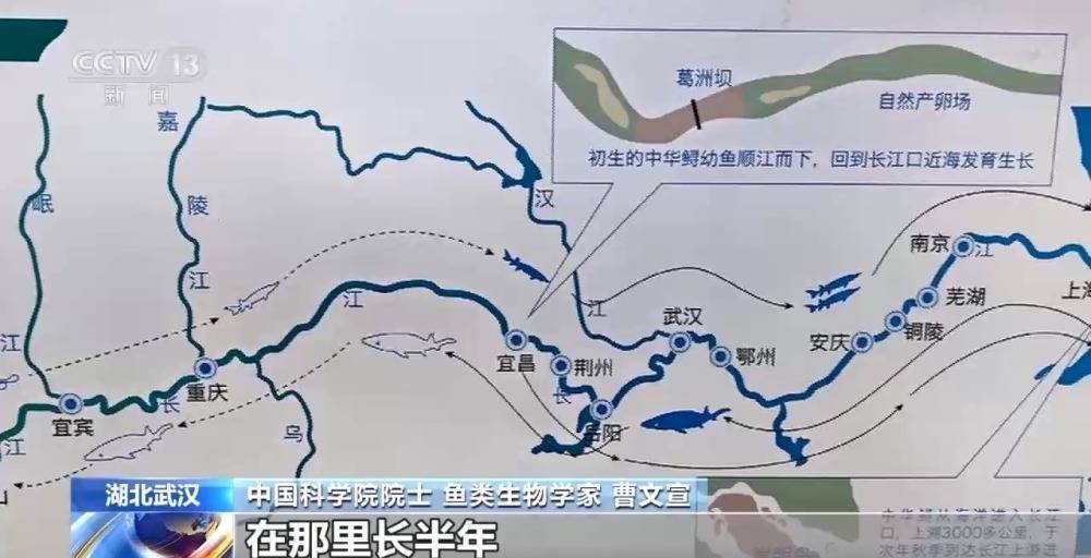 中华鲟增殖放流即将开始 “达标鱼”排队体检中