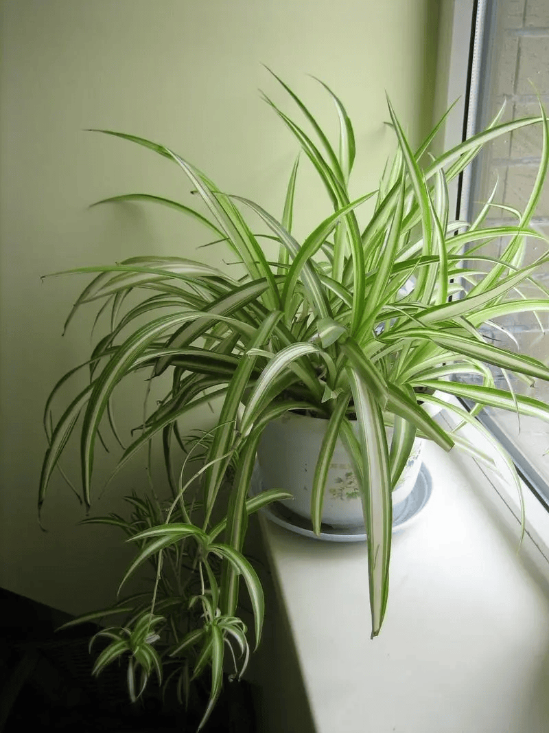 养吊兰的人很多养好的人却很少为什么因为没有掌握正确的养殖方法和