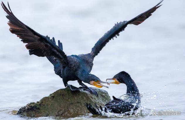 鱼鹰和鸬鹚的区别