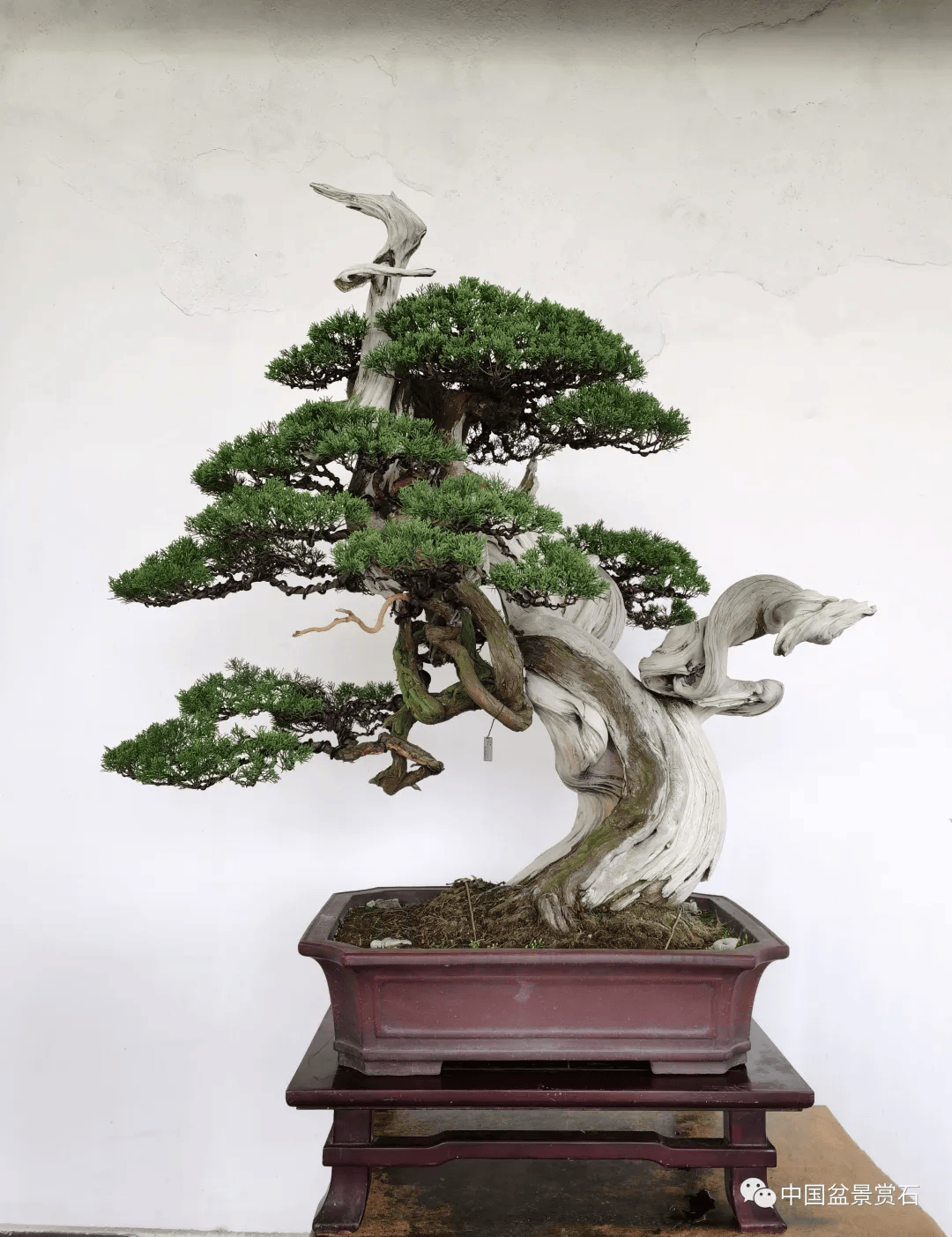 "古木风骨" 真柏 高105cm 宋攀飞作品李国宾,中国盆景艺术大师,中国