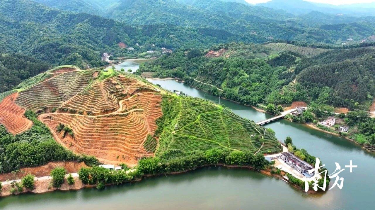 近日,笔者走进阳春市圭岗镇大河生态茶业种植基地,阵阵茶叶的清香扑鼻