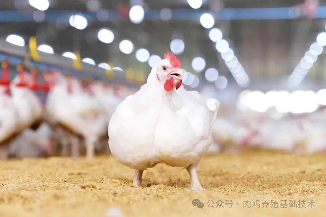 新四维养殖:肉鸡饲养中观察行为指标的解读
