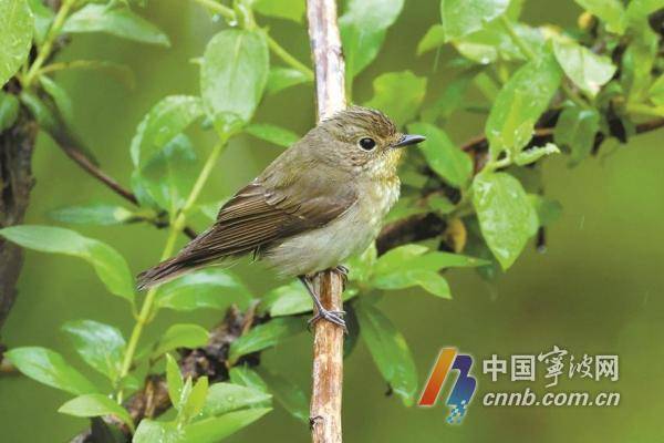 春天"路过"宁波的鸟儿