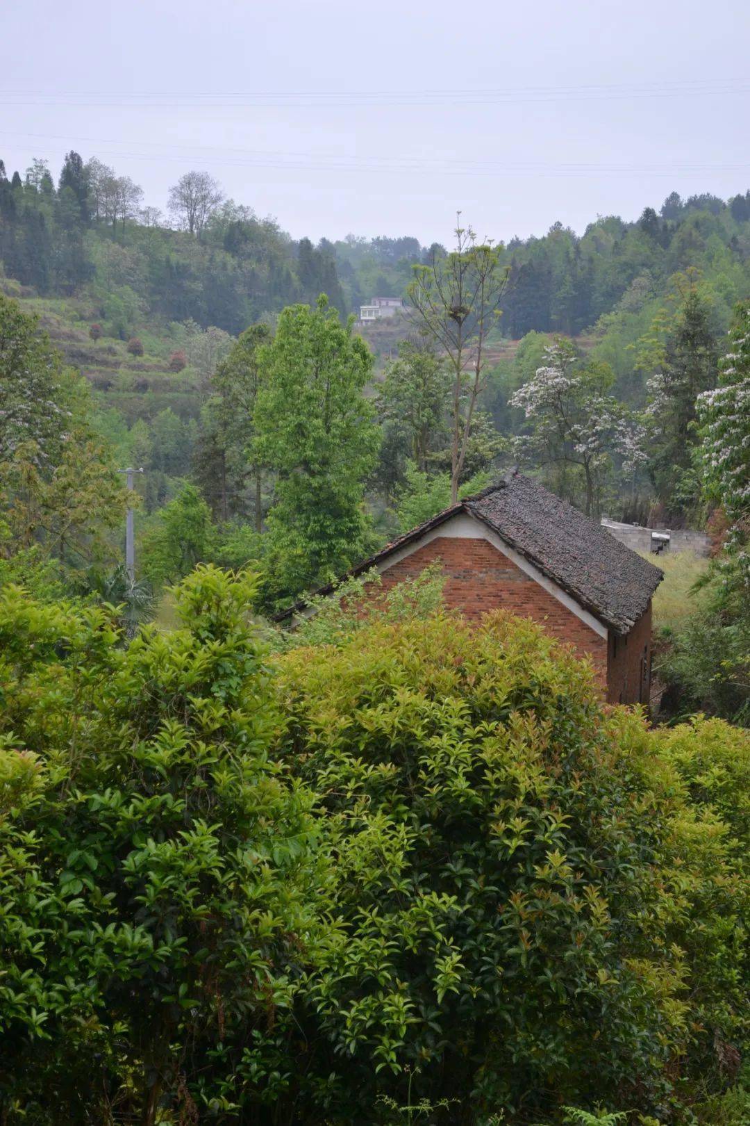 惊艳水墨茶山国风彩绘舞狮汉服413徒步赏花采茶安顺这里竟藏着天然